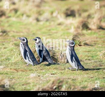 Magellanic Pinguine (Spheniscus magellanicus) Wandern, Sea Lion Island, Falkland Islands, Südamerika Stockfoto