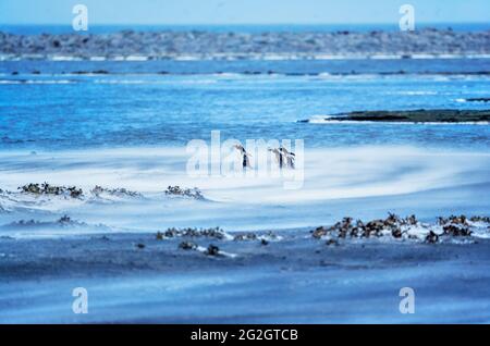 Gentoo-Pinguine (Pygocelis papua), die durch einen Sandsturm wandern, Sea Lion Island, Falkland Islands, Südamerika Stockfoto