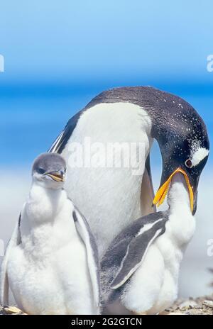 Ein erwachsener Gentoo-Pinguin (Pygocelis papua) füttert sein Küken, Falkland-Inseln, Südamerika Stockfoto