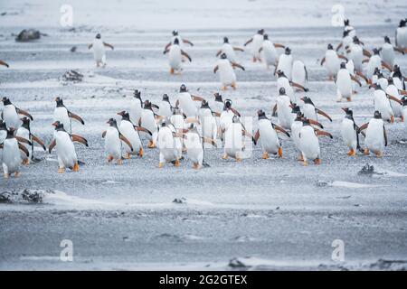 Gentoo-Pinguine (Pygocelis papua) zu Fuß am Strand, Sea Lion Island, Falkland Islands, Südamerika Stockfoto