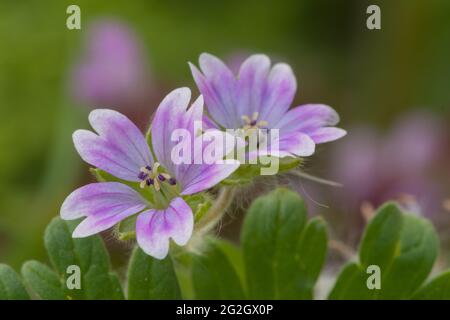 Makroaufnahme von Tauben Fuß Geranie (Geranium molle) Blühende Blumen Stockfoto