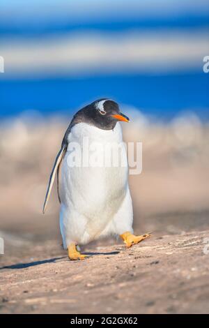 Gentoo Penguin (Pygocelis papua) Wandern, Sea Lion Island, Falkland Islands, Südamerika Stockfoto