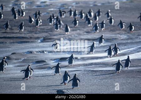 Gentoo-Pinguine (Pygocelis papua) beim Wandern, Falkland-Inseln, Südamerika Stockfoto