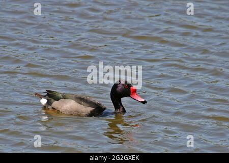 Ein männlicher Rosy-billed Pochard, Netta peposaca, auf dem Wasser Stockfoto