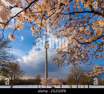 Wien, Wien, Kirschbaumblüte und Schnee im Park Donaupark, Donauturm 22. Donaustadt, Wien, Österreich Stockfoto