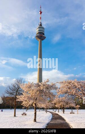 Wien, Wien, Kirschbaumblüte und Schnee im Park Donaupark, Donauturm 22. Donaustadt, Wien, Österreich Stockfoto