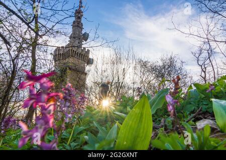 Wien, Wien, Aussichtsturm Habsburgwarte auf dem Hermannskogel, im Wienerwald, Blütenhollowroot (Corydalis Cava, Hohlknolliger Lerchensporn), Wanderer 19. Döbling, Wien, Österreich Stockfoto