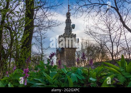 Wien, Wien, Aussichtsturm Habsburgwarte auf dem Hermannskogel, im Wienerwald, Blütenhollowwurzel (Corydalis Cava, Hohlknolliger Lerchensporn) im Jahr 19. Döbling, Wien, Österreich Stockfoto