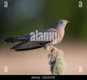 Der weibliche Kuckuck (Cuculus canorus) saß im guten Morgenlicht auf einem Barsch. Stockfoto