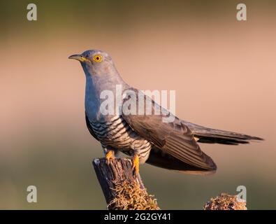 Männlicher Kuckuck (Cuculus canorus) saß in der Morgendämmerung auf einem Ast Stockfoto