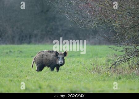 Wildschwein (Sus scrofa) auf einer Wiese, Frühling, Hessen, Deutschland Stockfoto