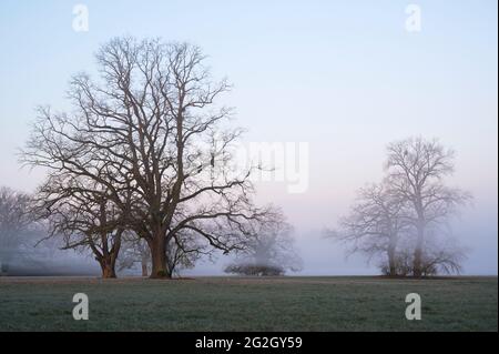 Alte Eichen am Morgen Nebel auf einer Wiese, Frühling, Hessen, Deutschland Stockfoto