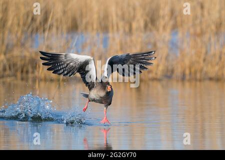 Start Graugans (Anser anser) auf einem Teich, März, Hessen, Deutschland Stockfoto