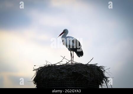 Weißstorch (Ciconia ciconia) auf dem Nest, Frühling, Hessen, Deutschland Stockfoto