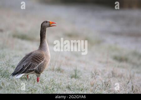 Rufen graue Gans (Anser anser) auf einer Wiese mit Reif bedeckt, Frühjahr, Hessen, Deutschland Stockfoto