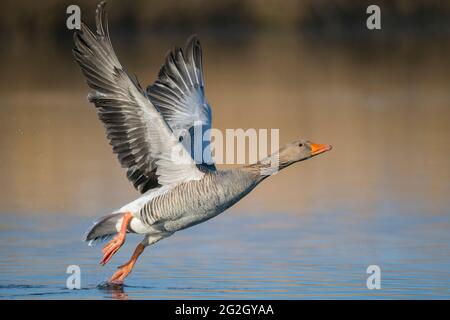 Start Graugans (Anser anser) auf einem Teich, März, Hessen, Deutschland Stockfoto