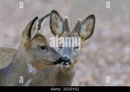 Rehe (Capreolus capreolus), März, Hessen, Deutschland Stockfoto