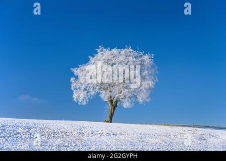 Deutschland, Bayern, Oberbayern, Kreis Ebersberg, Markt Glonn, Bezirk Frauenreuth, Winterlandschaft Stockfoto