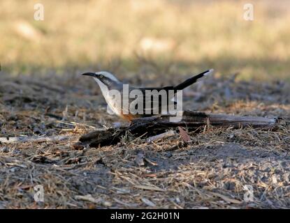 Graukroniger Babbler (Pomatostomus temporalis temporalis) erwachsen am Boden im Südosten von Queensland, Australien März Stockfoto