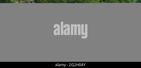 Plymouth Road Runner, Baujahr 1968, Muscle Car, Oldtimer, Klassiker Stockfoto