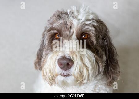 Ein Erwachsener Labradoodle. Geringe Schärfentiefe. Stockfoto