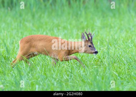 Roebuck (Capreolus capreolus) auf einer Wiese, Juli, Hessen, Deutschland Stockfoto