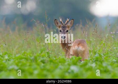 Roebuck (Capreolus capreolus) in einem Rübenfeld, Juli, Hessen, Deutschland Stockfoto