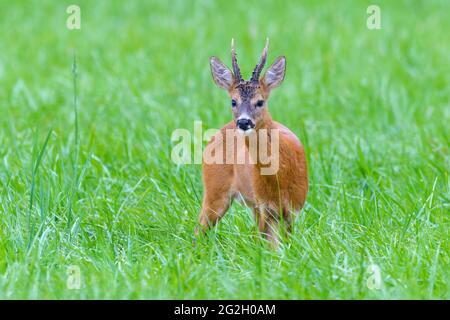 Roebuck (Capreolus capreolus) auf einer Wiese, Juli, Hessen, Deutschland Stockfoto