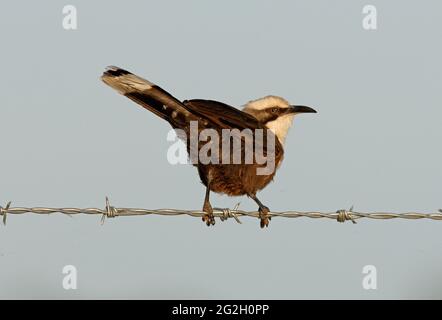 Graukroniger Babbler (Pomatostomus temporalis temporalis) Erwachsener, der auf einem Stacheldraht-Zaun im Südosten von Queensland, Australien, thront Januar Stockfoto