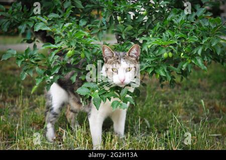 Obdachlose Katze, die im Hof läuft und mürrisch aussieht. Tarnbaum Stockfoto