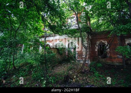 Überwuchert Ruinen der verlassenen Villa. Ehemaliges Herrenhaus des Barons von Derviz, Region Rjasan. Stockfoto