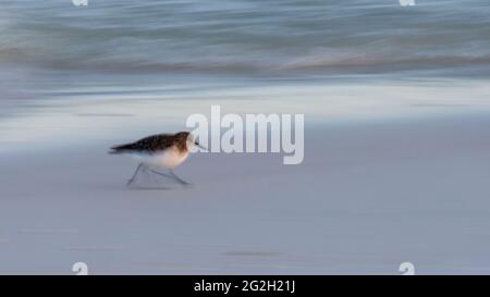 Ein Sandpiper sprintet am 10. Juni 2021 entlang des Sandes an der Gulf Island National Seashore, in einem Bild, das mit einer langsamen Shuttergeschwindigkeit aufgenommen wurde, um Bewegung BL zu zeigen Stockfoto