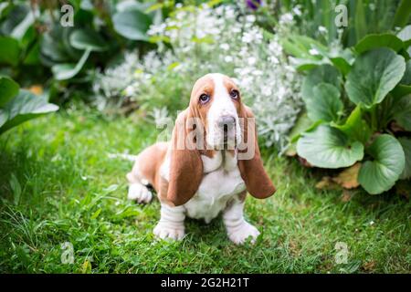 Basset Hound Welpen Stockfoto