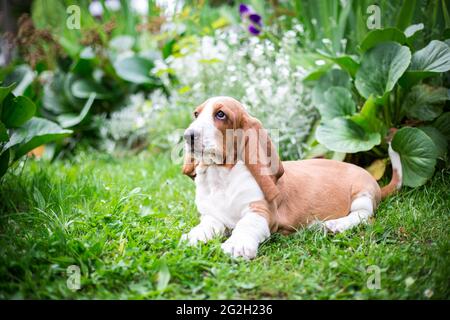 Basset Hound Welpen Stockfoto