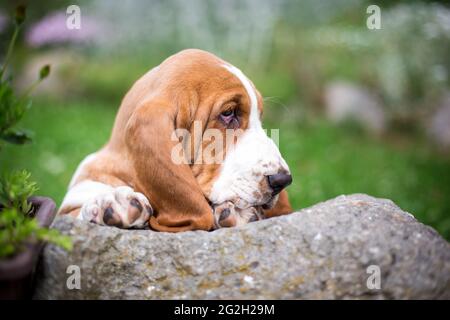 Basset Hound Welpen Stockfoto