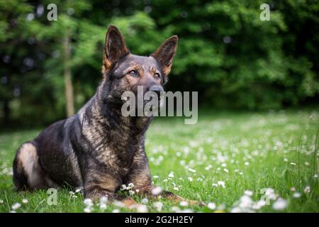 Deutscher Schäferhund (Elsass) Stockfoto