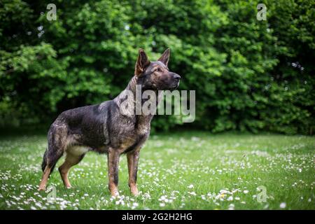 Deutscher Schäferhund (Elsass) Stockfoto