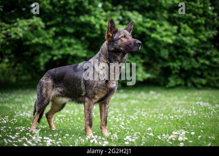 Deutscher Schäferhund (Elsass) Stockfoto