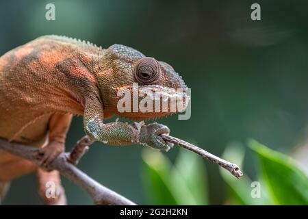 panther Chamäleon, schönes Tier Klettern auf einem Ast Stockfoto