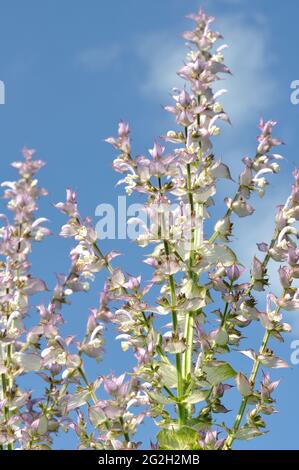 Nahaufnahme von Salbeipflanzen im Garten auf blauem Himmel Stockfoto