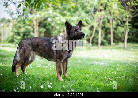 Deutscher Schäferhund (Elsass) Stockfoto