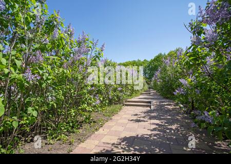 Blühende Sträucher von Fliedergewächsen im Frühling und auf dem Bürgersteig Stockfoto