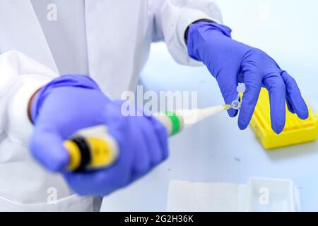 Ein Wissenschaftler in blauen Handschuhen verwendet eine Pipette, um Reagenzgläser in einem Labor an der Universität von Edinburgh, Edinburgh, Schottland, UK, zu füllen Stockfoto