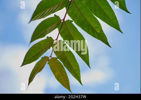 Grüner Ast vor einem blauen Himmel mit Wolken Stockfoto