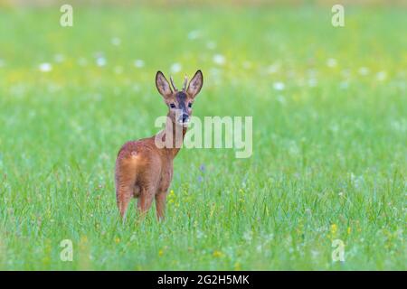 Roebuck (Capreolus capreolus) auf einer Wiese, August, Hessen, Deutschland Stockfoto