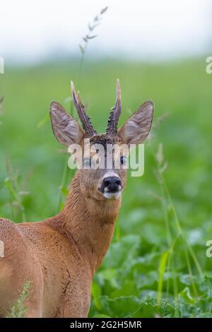 Roebuck (Capreolus capreolus) in einem Rübenfeld, Juli, Hessen, Deutschland Stockfoto