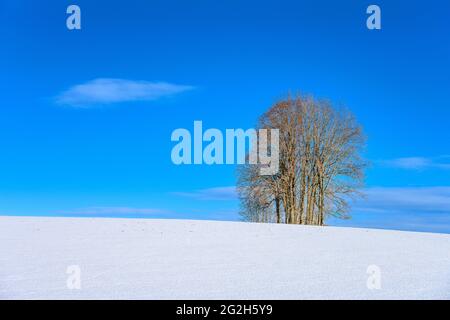 Deutschland, Bayern, Oberbayern, Tölzer Land, Dietramszell, Bezirk Baiernrain, Winterlandschaft Stockfoto