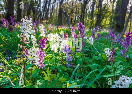 Staatz, Blüten im Wald, Blütenhollowroot (Corydalis Cava) jede Population umfasst etwa zu gleichen Teilen lila und weiß blühende Exemplare im Weinviertel, Niederösterreich / Niederösterreich, Österreich Stockfoto