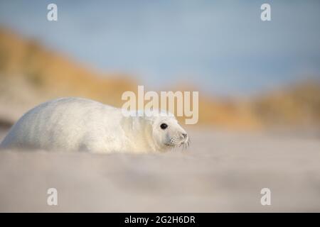 Junge Kegelrobbe auf der vorgelagerten Insel Helgoland. Stockfoto