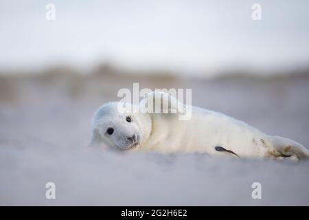 Junge Kegelrobbe auf der vorgelagerten Insel Helgoland. Stockfoto